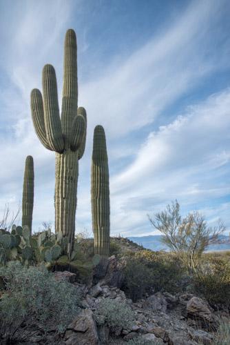 Saguaro National Park
